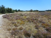 stippelberg golf
