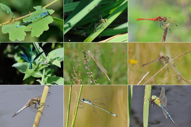 anderstein golfbaan flora fauna overzicht