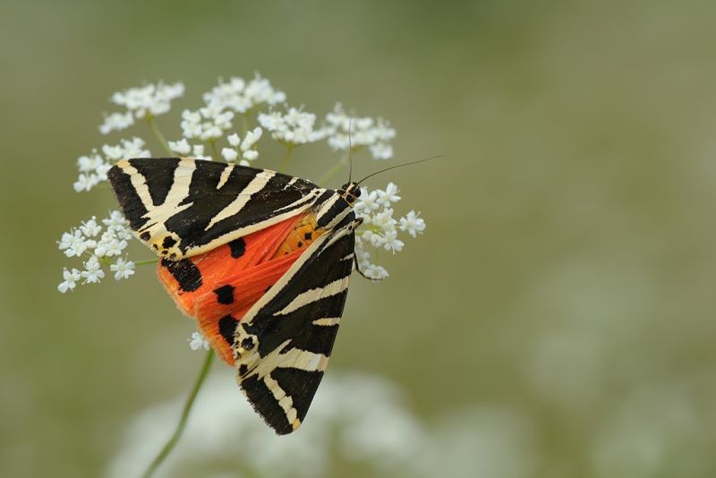 golfbaan wittem spaanse vlag vlinder