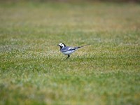 Golfbaan Heelsum