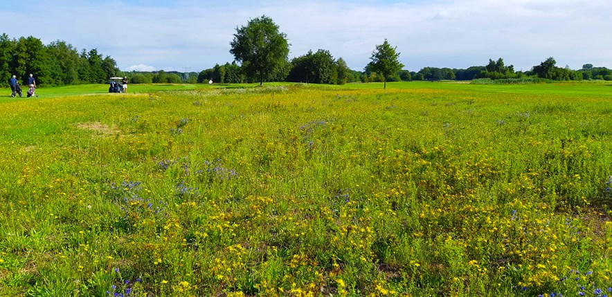 bloemrijk grasland op Golfclub Zwolle