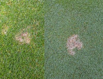 dollarspot  op greens