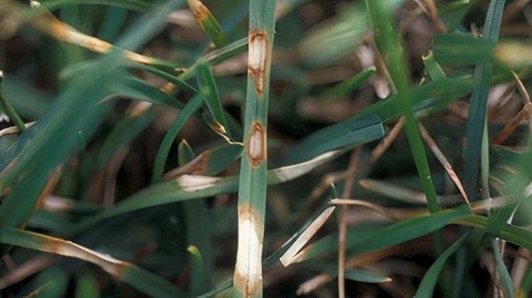 gras blad met dollarspot op greens