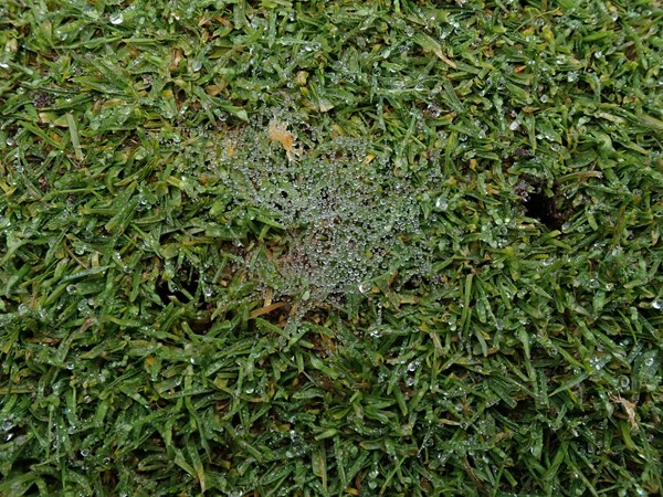 Eerste aanwijzing die duidt op risico van dollarspot