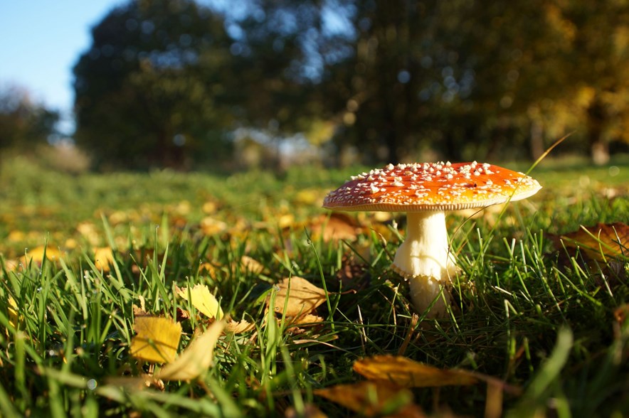 Paddenstoelen op golfbaan