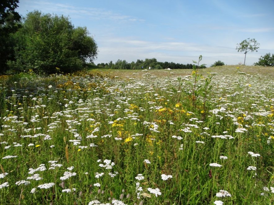 bloemrijk grasland