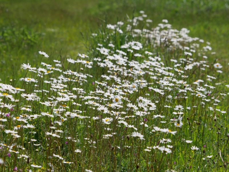 meerjarig bloemrijk grasland