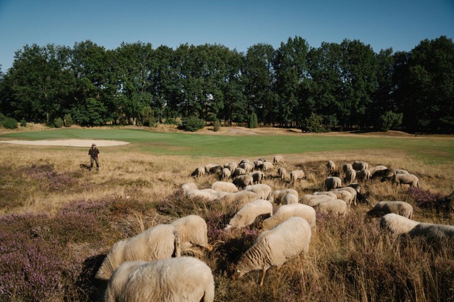 Schapen op Golfbaan De Gelpenberg