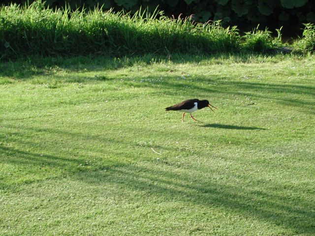NGF Birdwatching Day