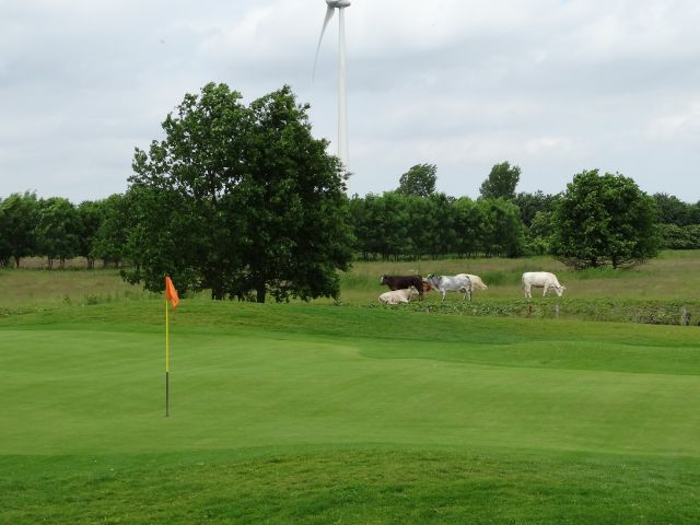 Golfbaan Harderwold en koeien