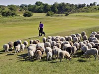 schapen op golfbaan
