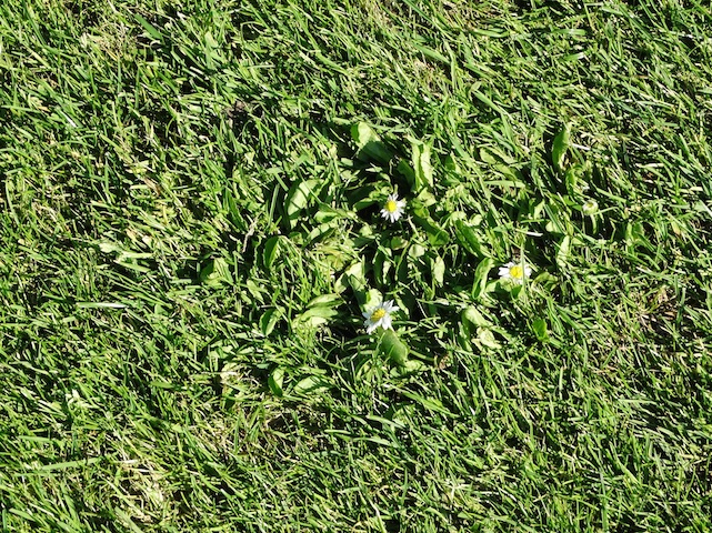 onkruid handreiking pesticidenvrij beheer