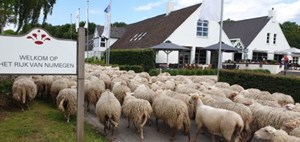 Schapen op Het Rijk van Nijmegen