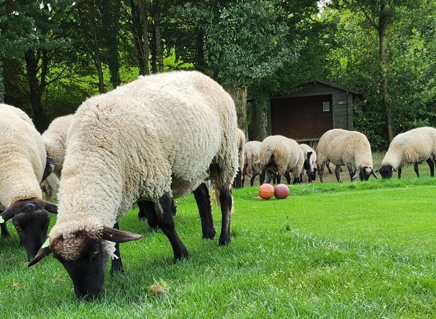 schapen op golfbaan Wittem