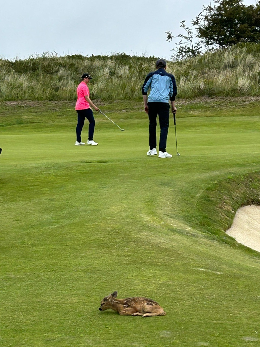 Reekalfje op golfbaan van de Kennemer