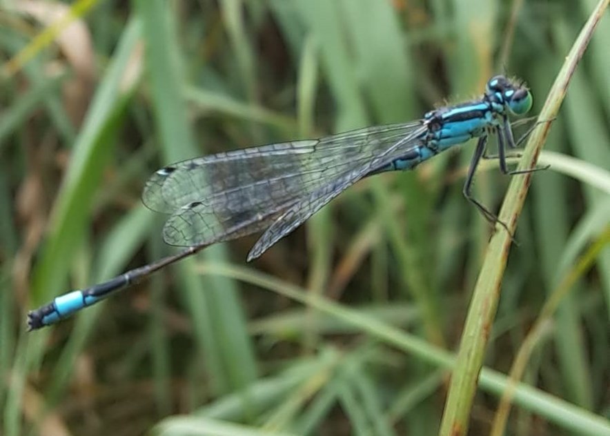 libelle
