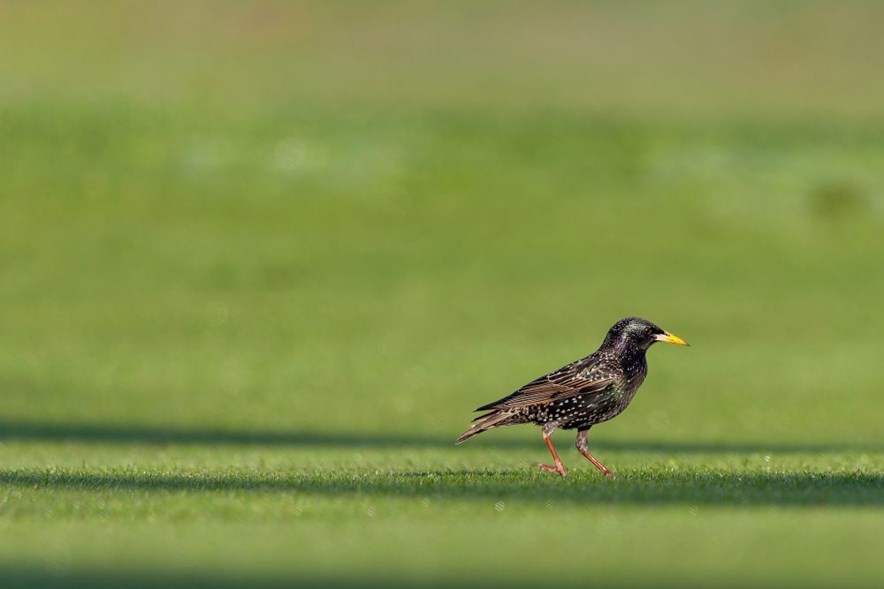 spreeuw op golfbaan